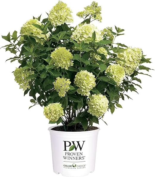 2 Gal. Limelight Prime Hydrangea Shrub