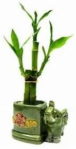 Lucky Bamboo - Straight Elephant - 3'' vase Unique from Jm Bamboo
