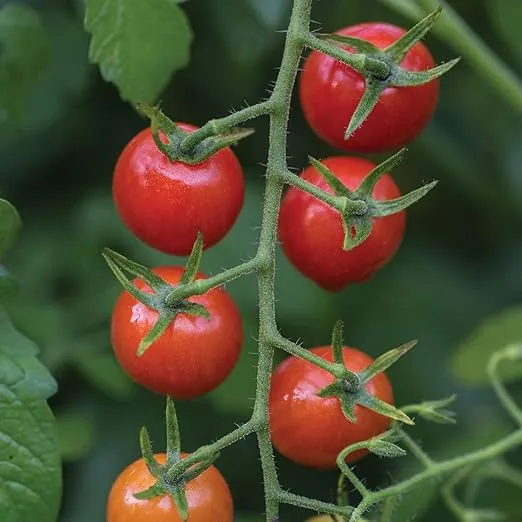 Burpee 'Cherry Baby' Hybrid,Red Cherry Tomato, 25 Non-GMO Seeds