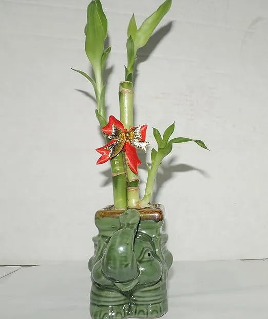 JMBAMBOO- Live 3 Style Lucky Bamboo Plant Arrangement with Ceramic elephant Vase