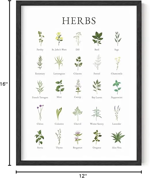 HAUS AND HUES Herb Pictures for Kitchen Wall Art Kitchen Herbs Wall Art and Botanical Prints Herbs Art | Kitchen Wall Art Herbs Poster and Kitchen Art | Cottage Core Decor (Unframed, 12x16)