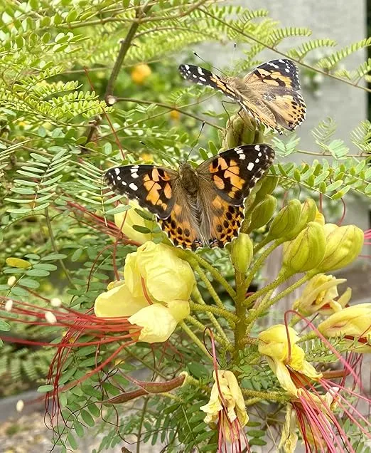Insect Lore Butterfly Garden Home School Kit | Live Cup of Caterpillars | Ultra-Clear Observation Dome | Fold-Out Life Cycle Panel | STEM Butterfly Journal | Raise Painted Lady Butterflies