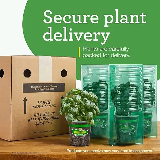 Bonnie Plants Fernleaf Dill - 4 Pack Live Plants, 18 - 24 Inch Tall Plants, Warm-Season Annual Plant, Dips, Soups, Vinegars & Salads