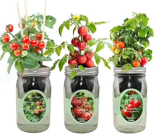 Hydroponic Mason Jar Indoor Garden Organic Seed Starter Kits - Tomato Trio Garden Growing Kits, Gardening Gift (Red Robin Tomato, Cherry Tomato - Tiny Tim, Sweetie Cherry Tomato)