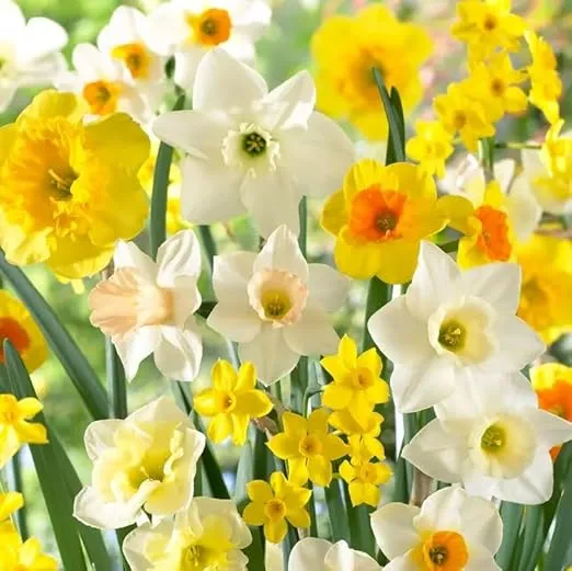 Daffodil Fragrant Mix - Long Lasting Beauty, Perennial Daffodil Flowering Bulbs | Plant in Gardens, Borders & Flowerbeds (100 Pack)