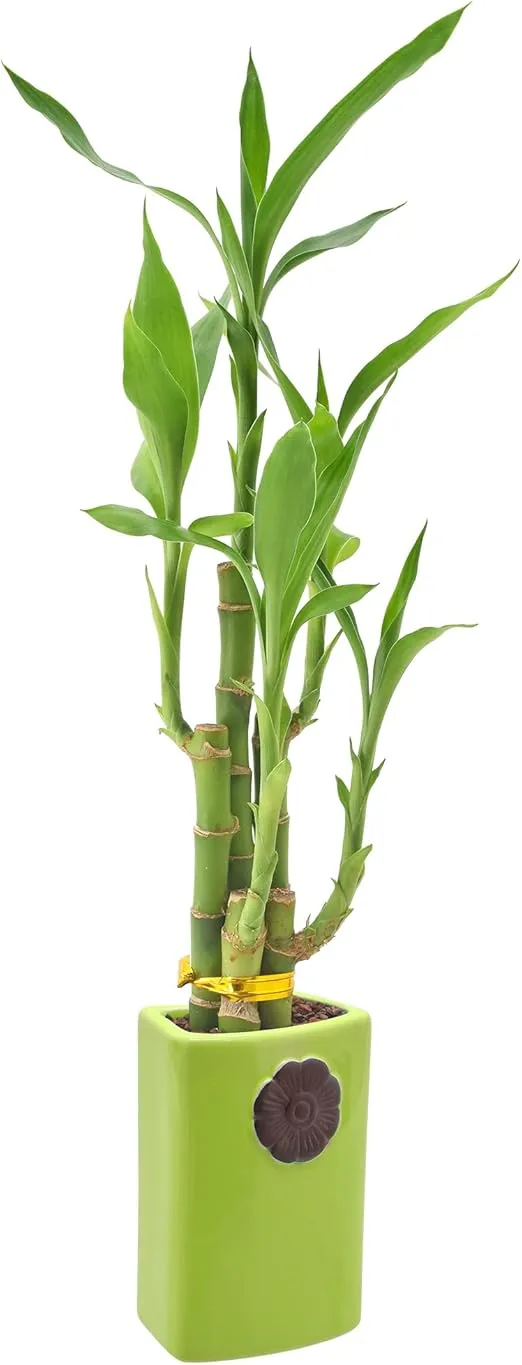 Arcadia Garden Products 5-Stem Lucky Bamboo, Live Indoor Plant in Contour II Ceramic Planter for Home, Work, or Gift, Green ***Cannot Ship to Hawaii***