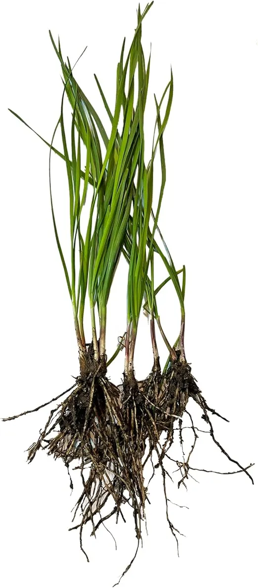 10 Plants: Organics Garlic Chives Live Plant Bare Roots Hardy Perennial Herb Jiu CAI CHIVE-10PK-2D