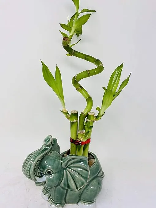 jm bamboo-Lucky Bamboo - indoor house plant bring good luck and Elephant vase good Feng Shui