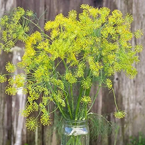 Bouquet Dill Herb Seeds, 1500 Heirloom Seeds Per Packet, (Isla's Garden Seeds), Non GMO Seeds, Botanical Name: Anethum graveolens
