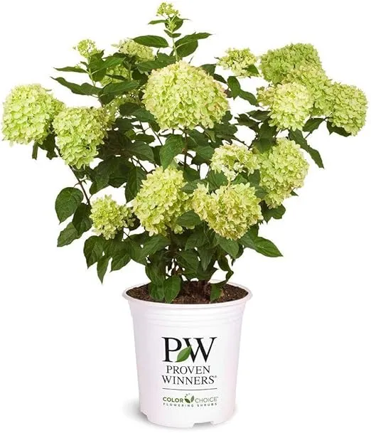 Proven Winner Little Lime Hydrangea 2 Gal, Green to Pink Blooms