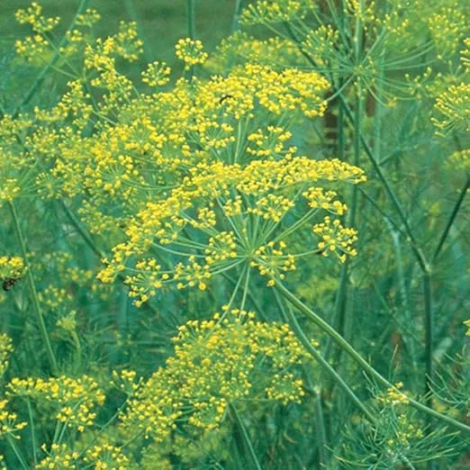 Burpee Bouquet Organic Dill Seeds 900 seeds