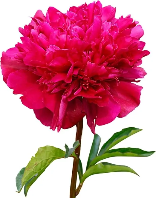 Easy to Grow Peony 'Big Ben' (1 Pack) Plant Division - Fragrant Dark Pink Flowering Blooms in Spring Gardens
