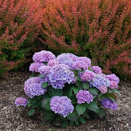 Proven Winner Let's Dance Rhythmic Hydrangea, 2 Gallon, Lustrous Green Foliage with Rich Blue Blooms
