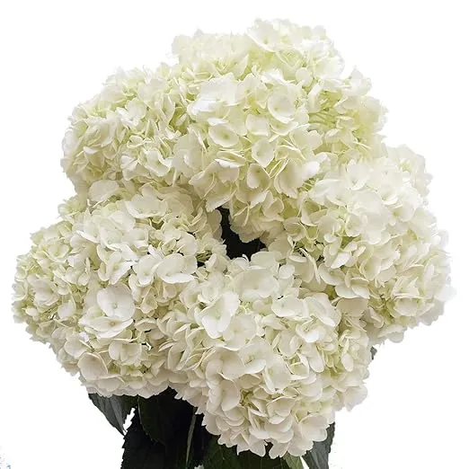 GlobalRose 40 White Hydrangeas - Fresh Cut Flowers